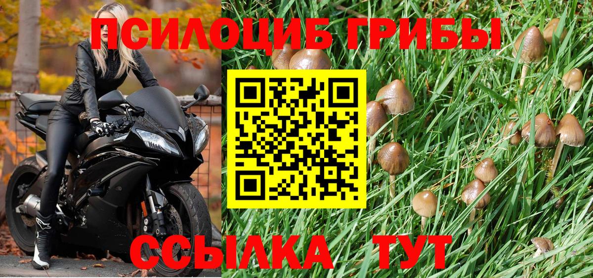 Псилоцибиновые грибы мицелий Приморско-Ахтарск
